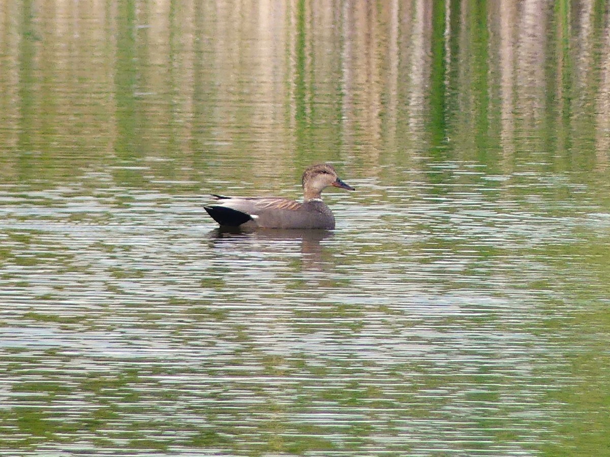 Gadwall - André Labelle