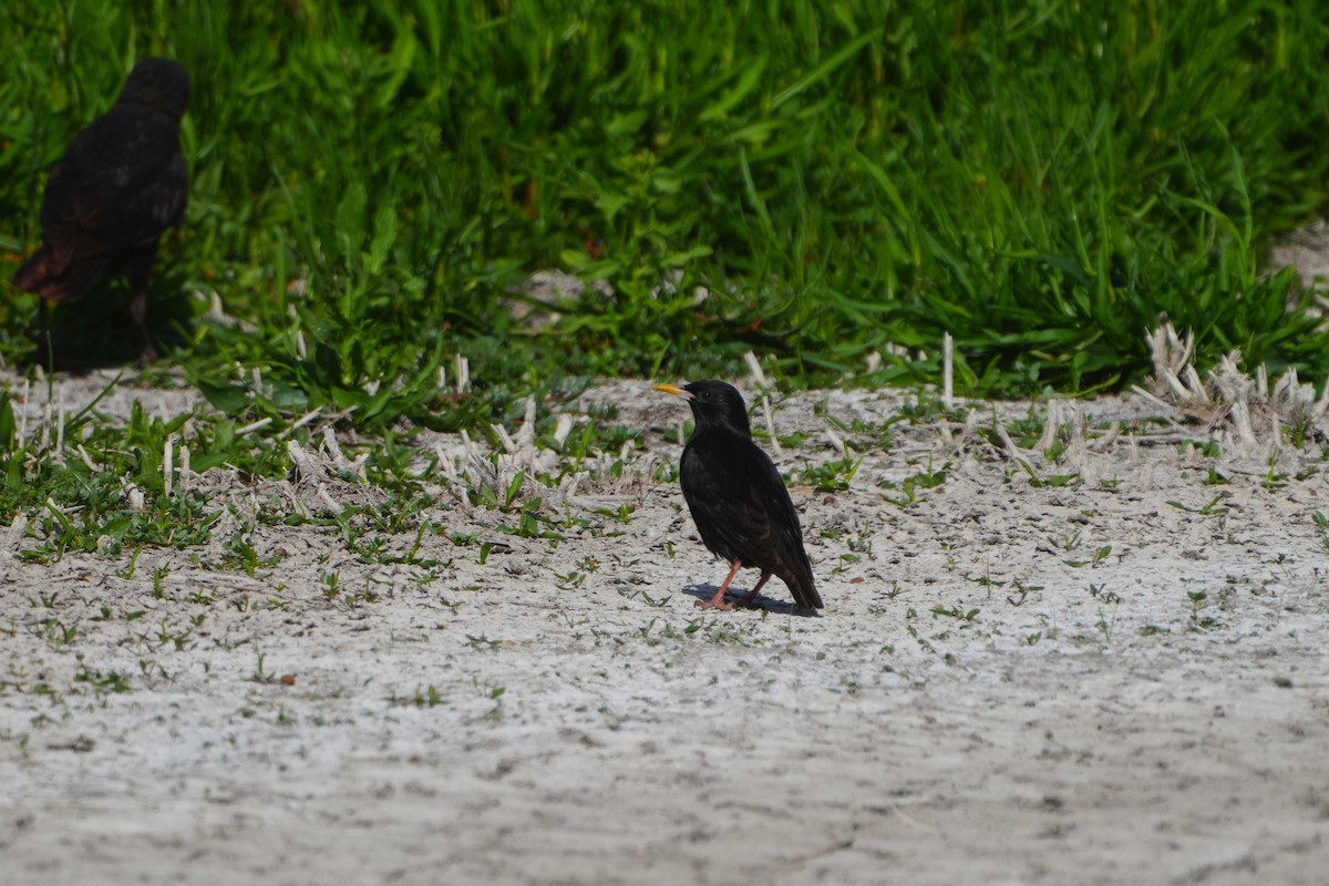 Spotless Starling - Victoriano Mora Morillo