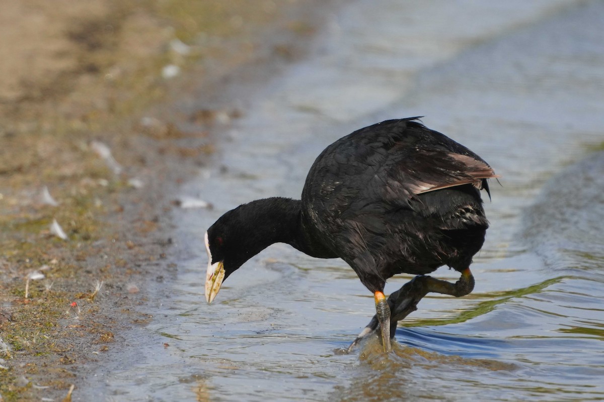 Eurasian Coot - Victoriano Mora Morillo