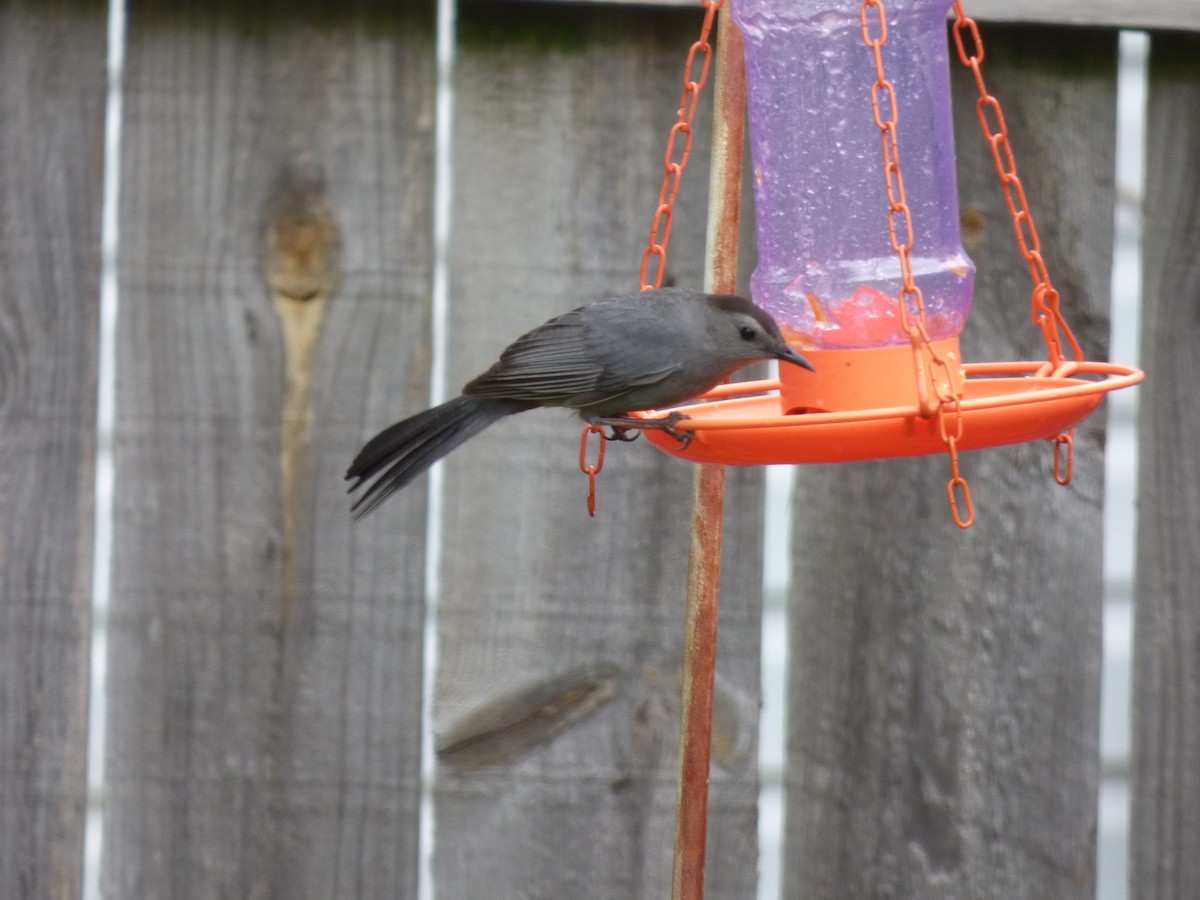 Gray Catbird - Jen Malcom