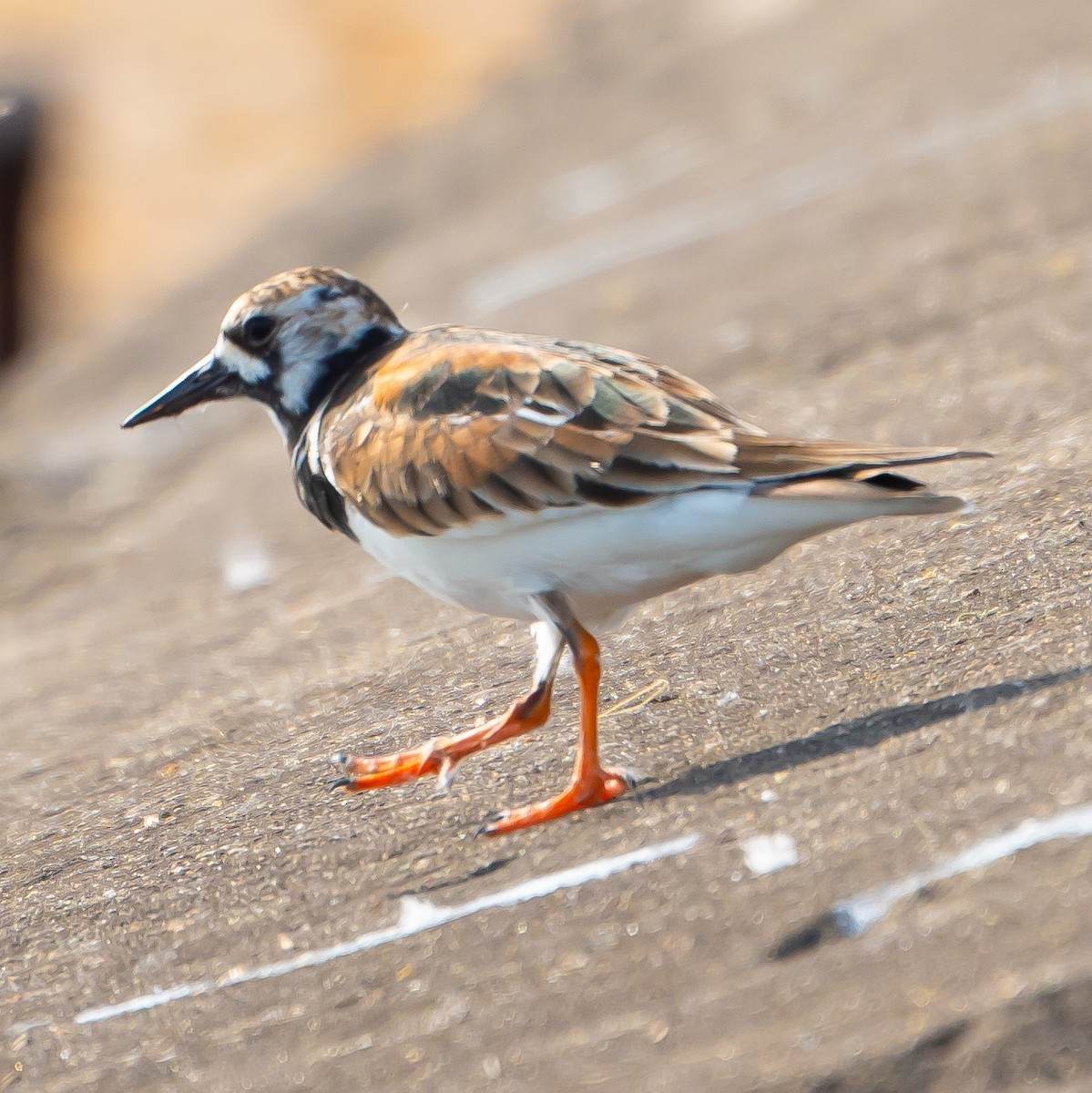 Ruddy Turnstone - John Ter Louw