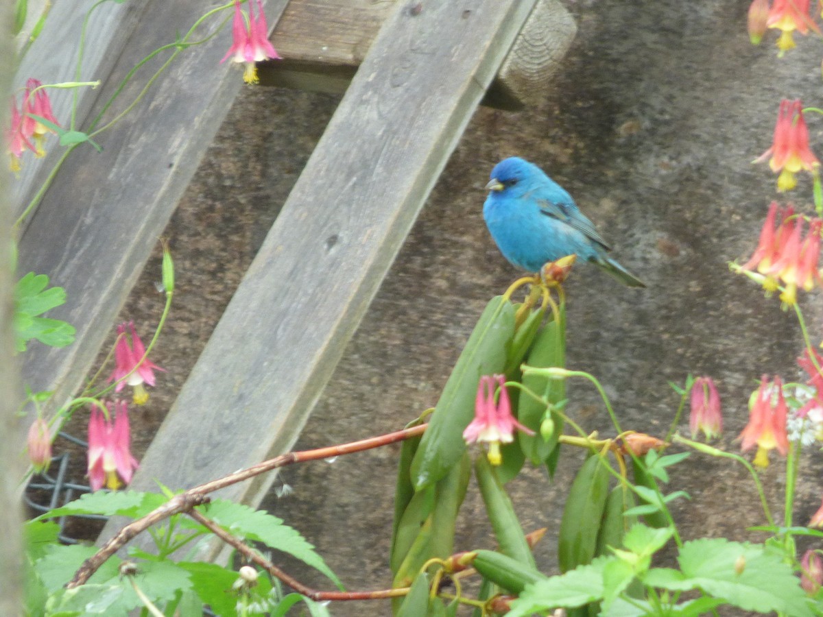 Indigo Bunting - Jen Malcom