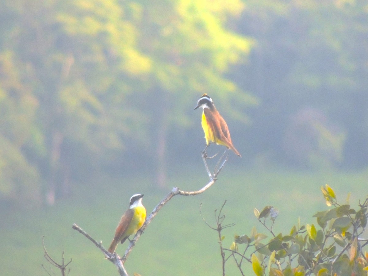 Great Kiskadee - Roger Lambert