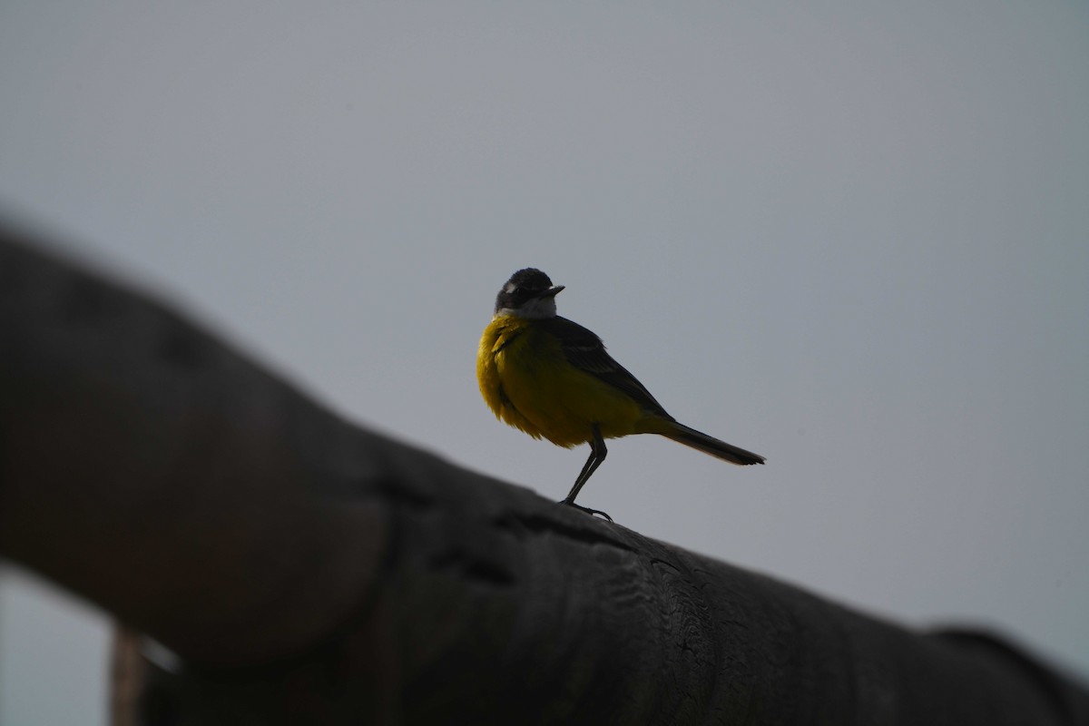 Western Yellow Wagtail - Victoriano Mora Morillo