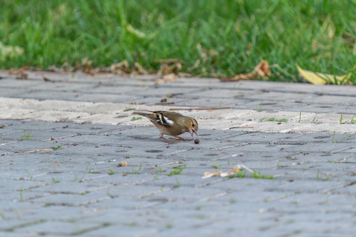 Common Chaffinch - Ali COBANOGLU