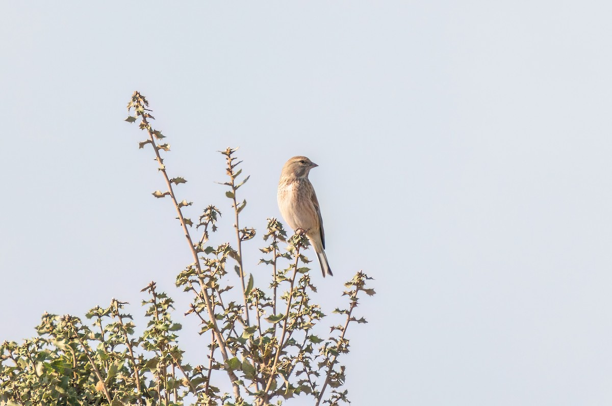 Eurasian Linnet - Ali COBANOGLU