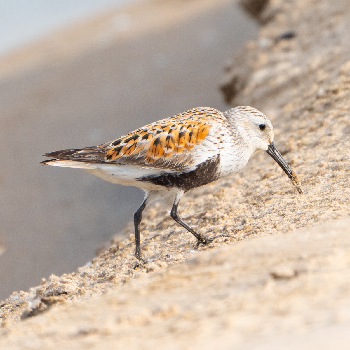 Dunlin - John Ter Louw