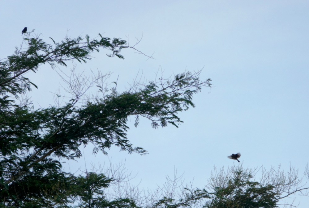 Pied Bushchat - Anonymous