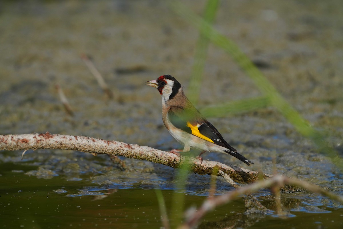 European Goldfinch - Victoriano Mora Morillo