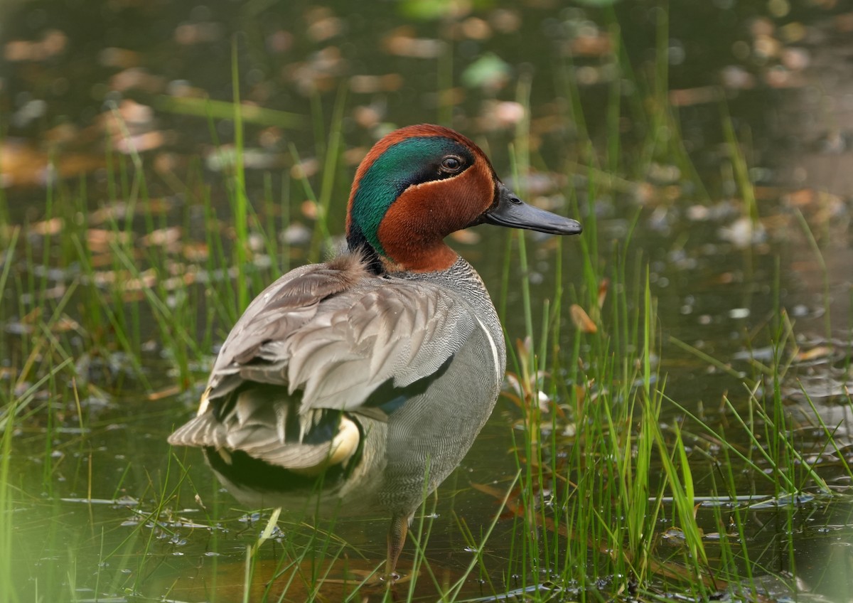 Green-winged Teal - Jean-Nicholas Haché