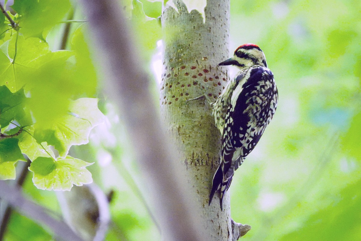 Yellow-bellied Sapsucker - Louise Courtemanche 🦅