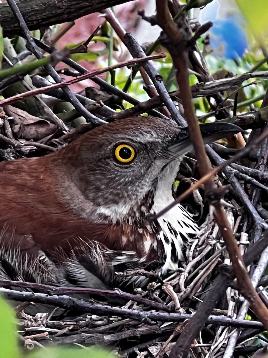 Brown Thrasher - KARI COWAN