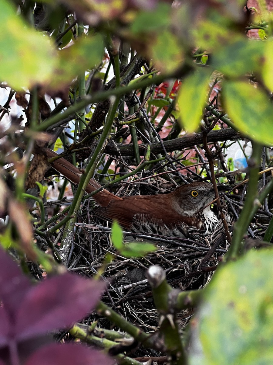 Brown Thrasher - KARI COWAN