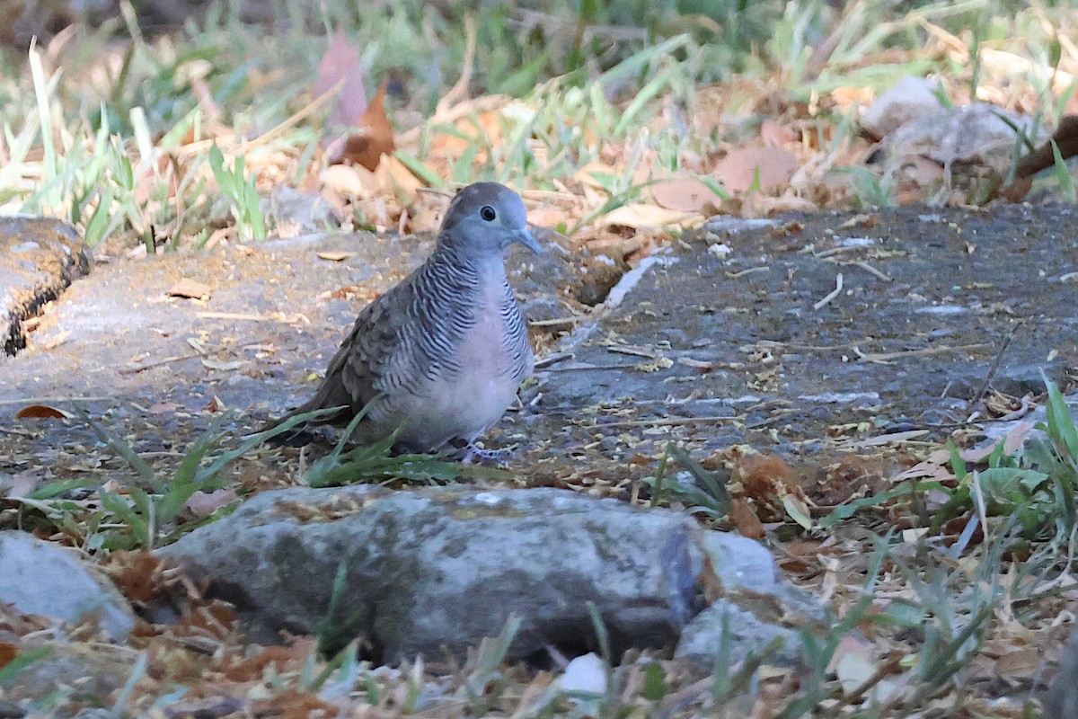 Zebra Dove - Jeremy Lindsell