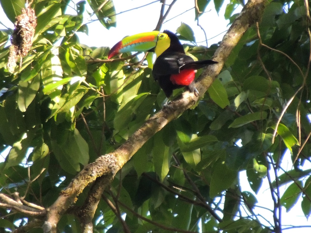 Keel-billed Toucan - Roger Lambert