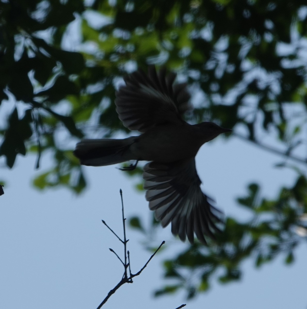 Northern Mockingbird - Dennis Forsythe