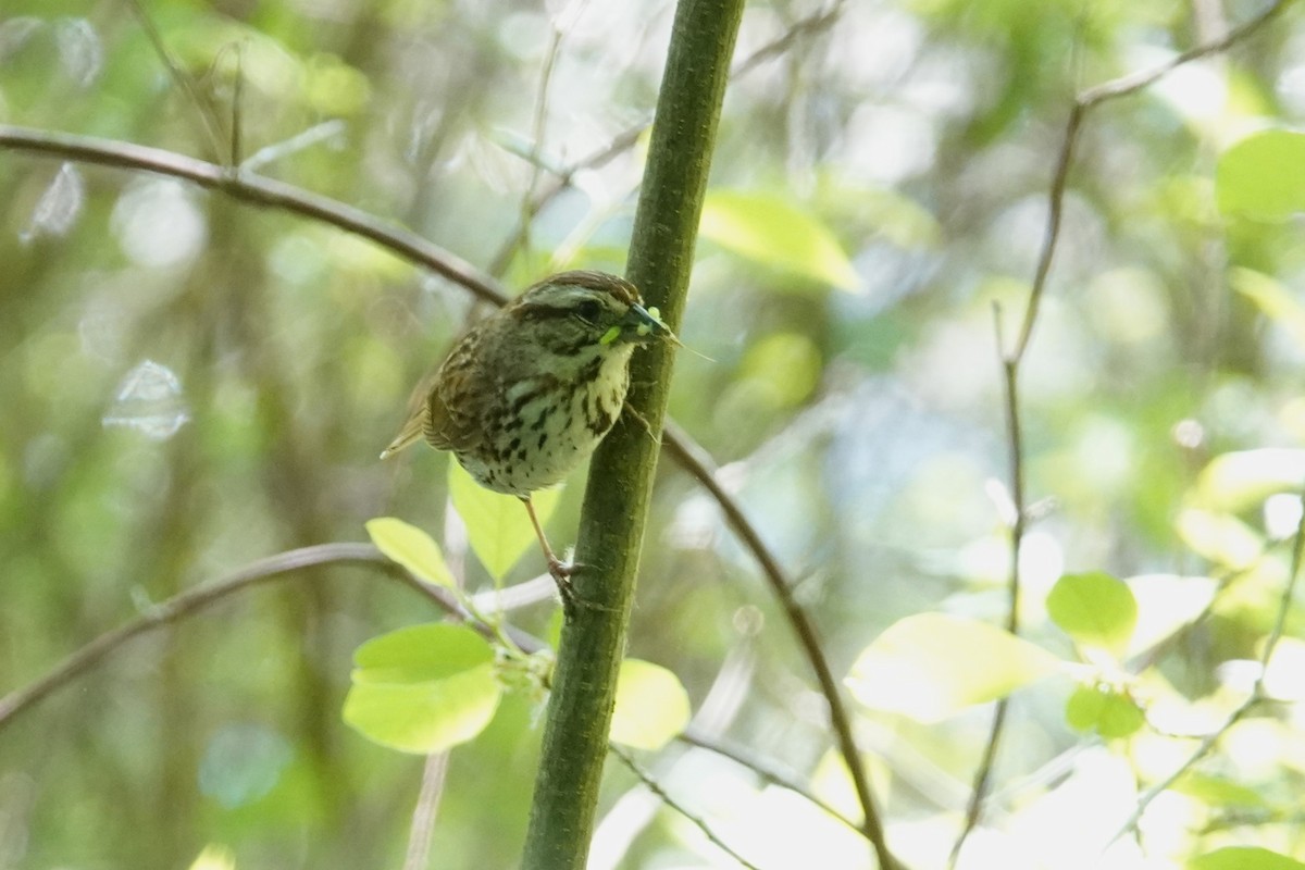 Song Sparrow - George Wallace