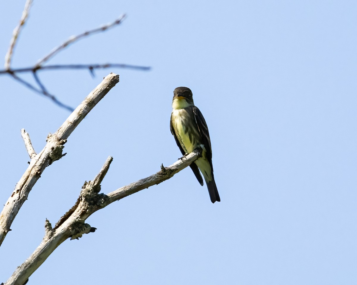 Olive-sided Flycatcher - Marta Cody