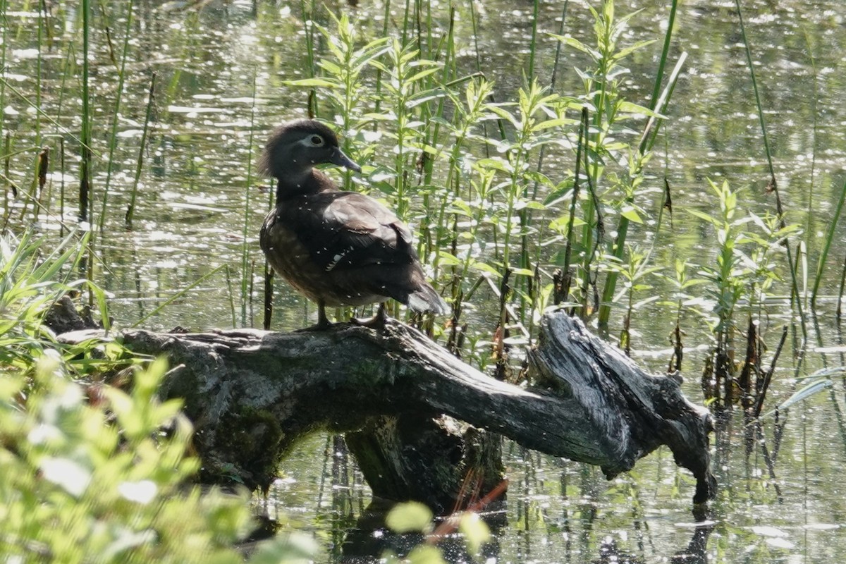 Wood Duck - George Wallace