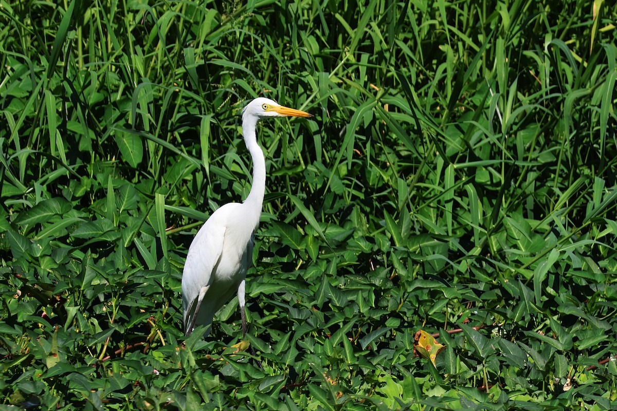 Medium Egret - Jeremy Lindsell