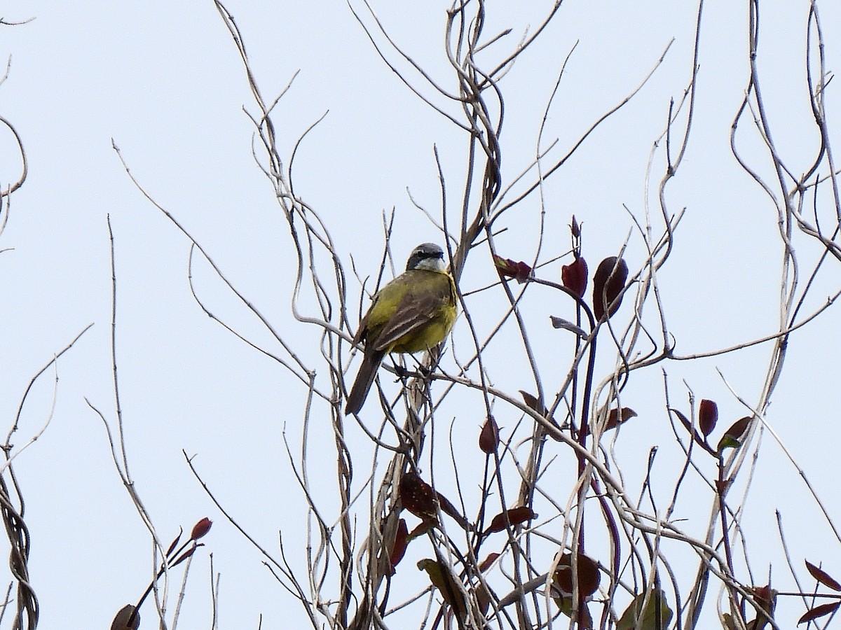 Western Yellow Wagtail - José Carreras