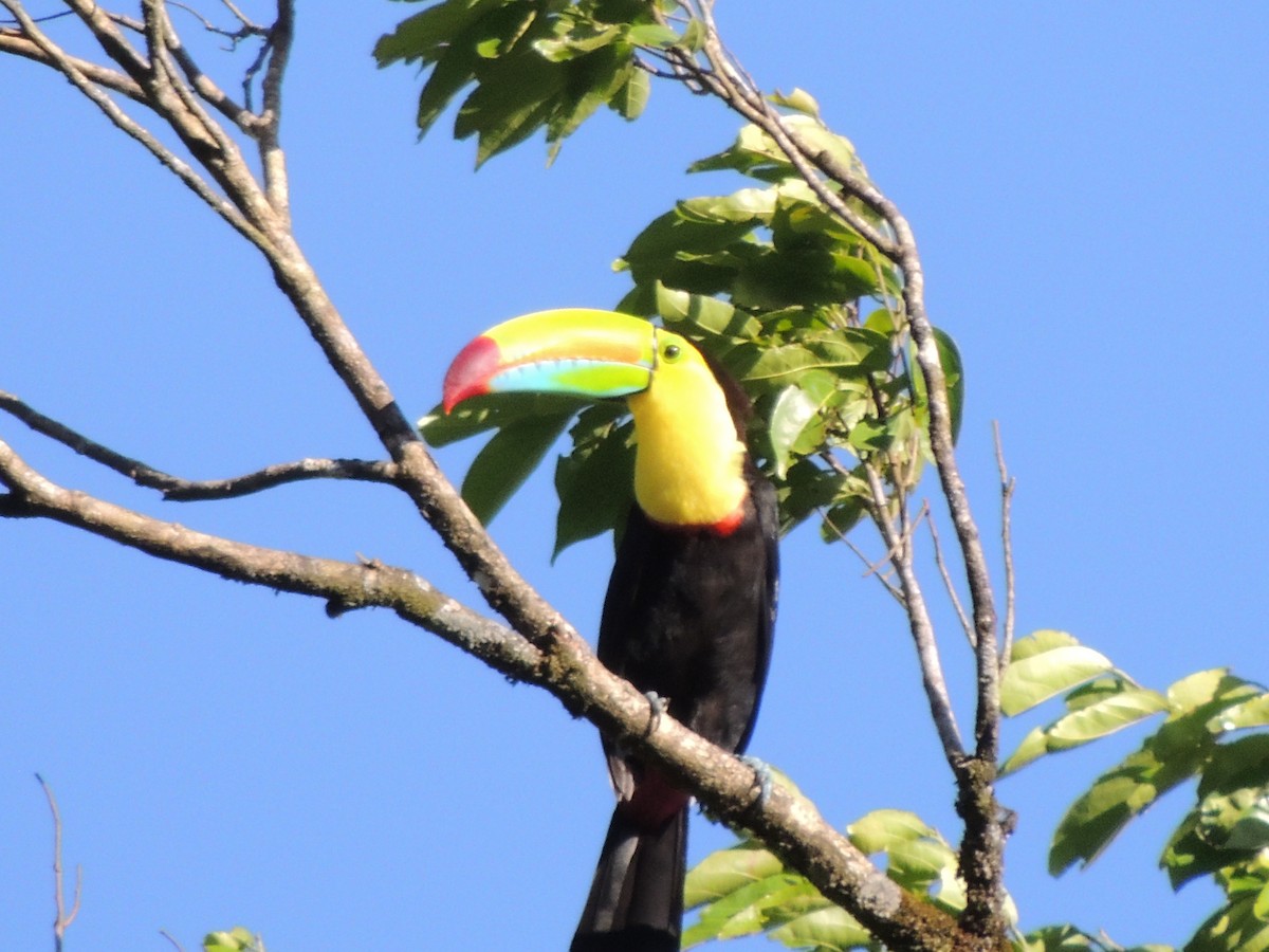 Keel-billed Toucan - Roger Lambert