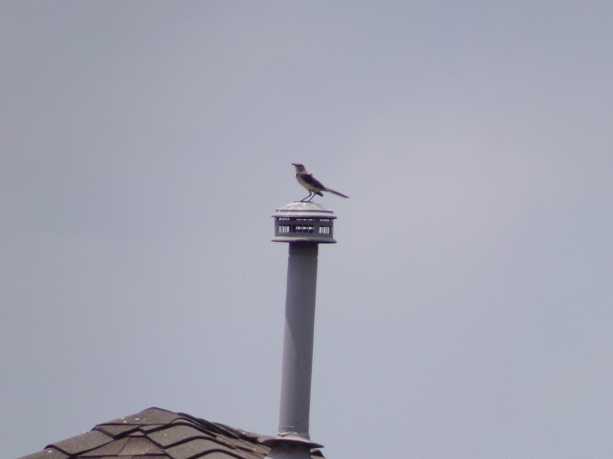 Northern Mockingbird - Texas Bird Family