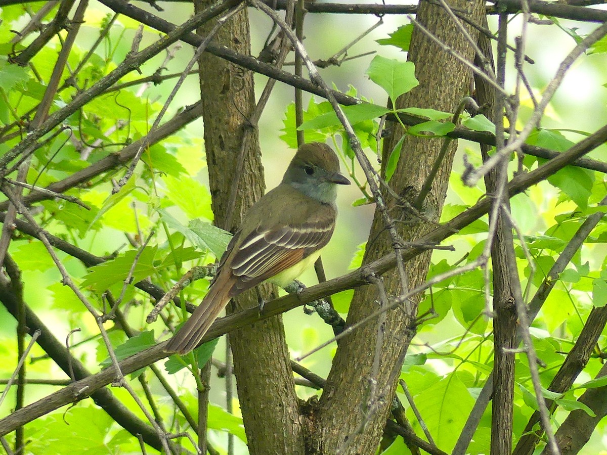 Great Crested Flycatcher - André Labelle