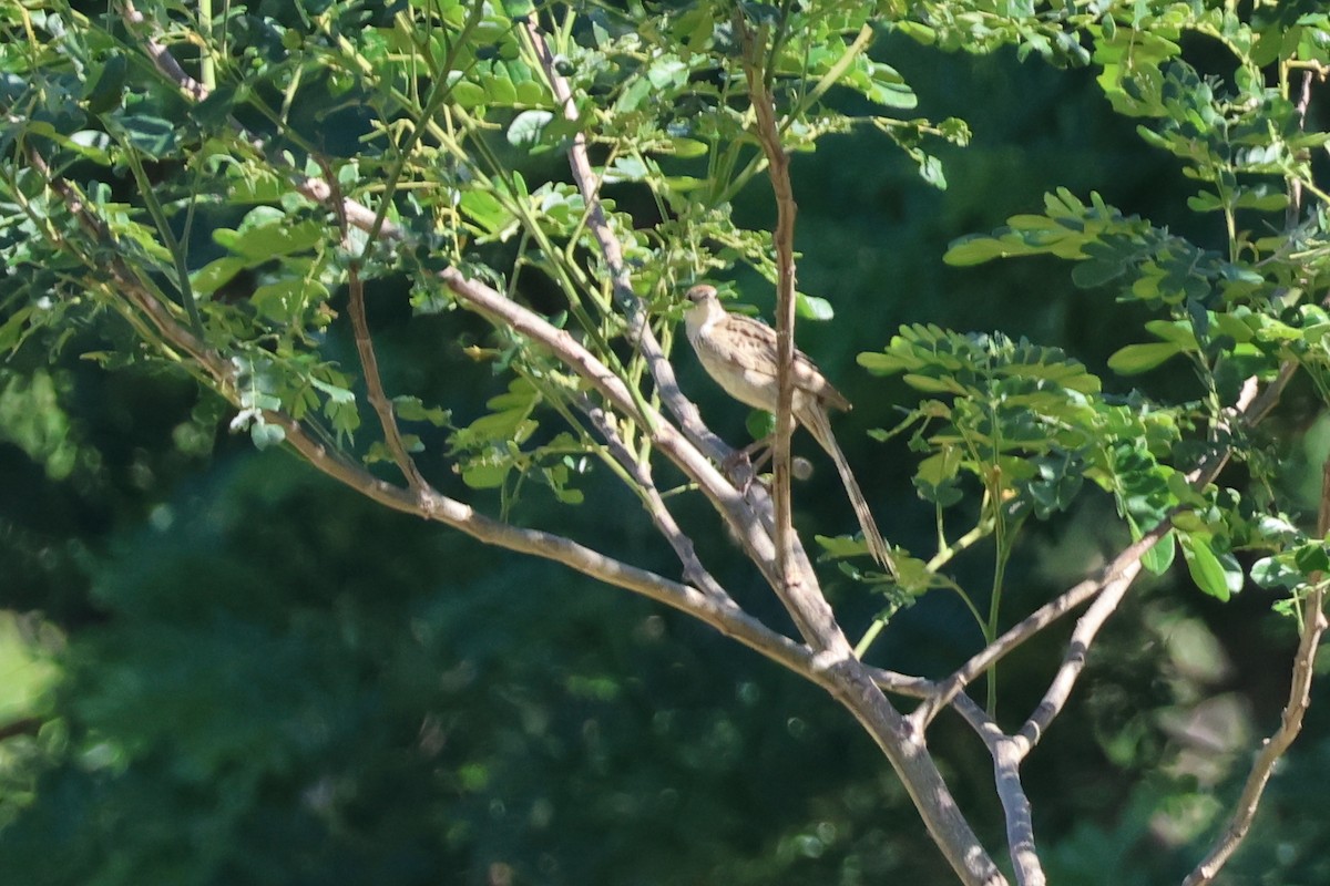 Striated Grassbird - Jeremy Lindsell