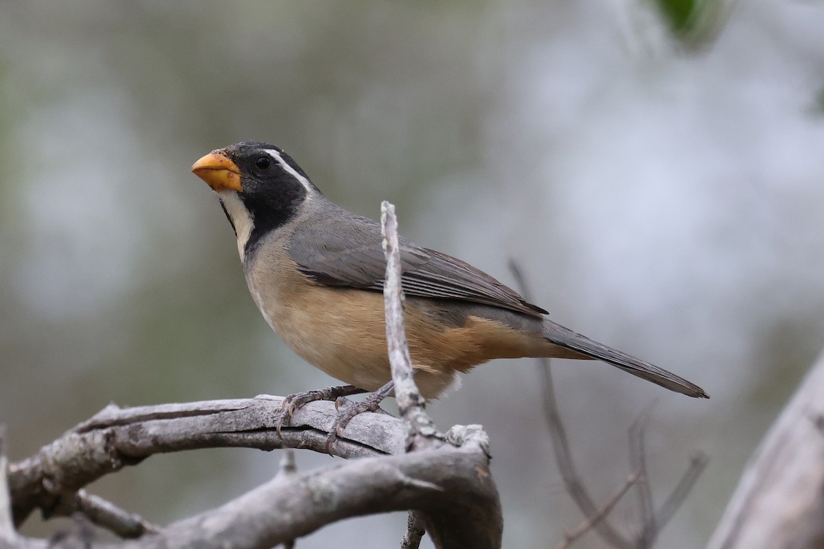 Golden-billed Saltator - Hubert Stelmach