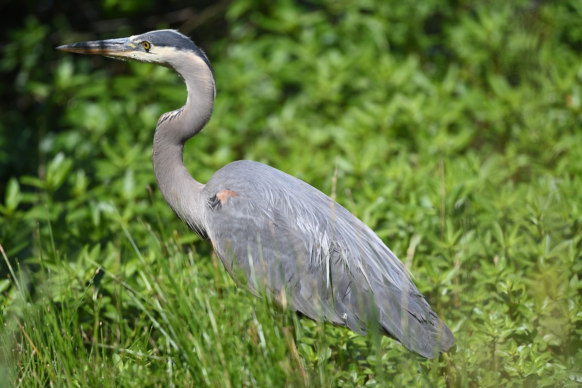 Great Blue Heron - Tim Kashuba