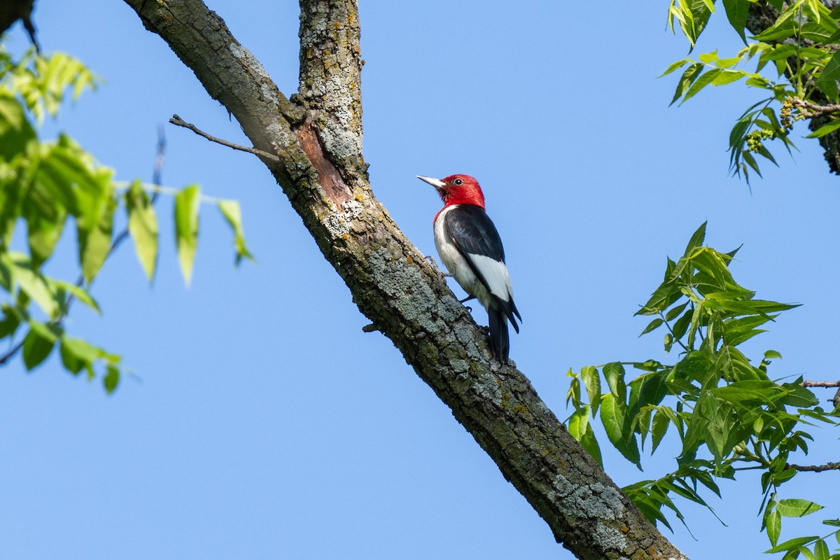 Red-headed Woodpecker - Evan Grimes