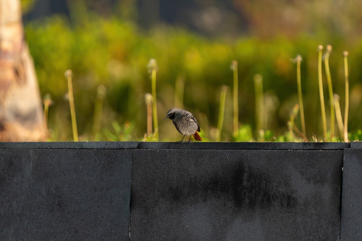 Black Redstart - Ali COBANOGLU