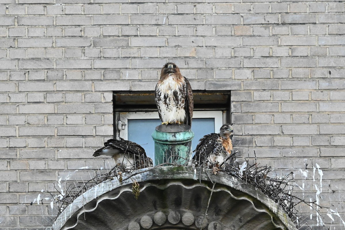 Red-tailed Hawk (borealis) - Dan O'Brien