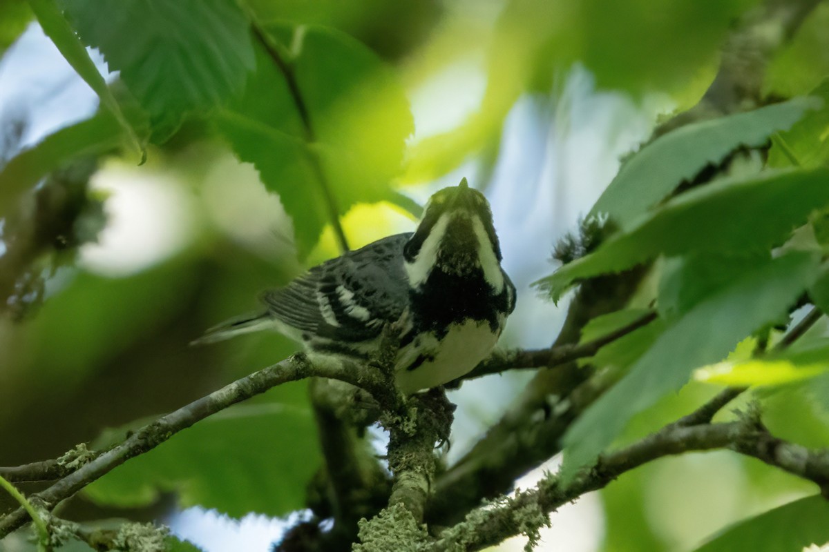 Black-throated Gray Warbler - James Patten