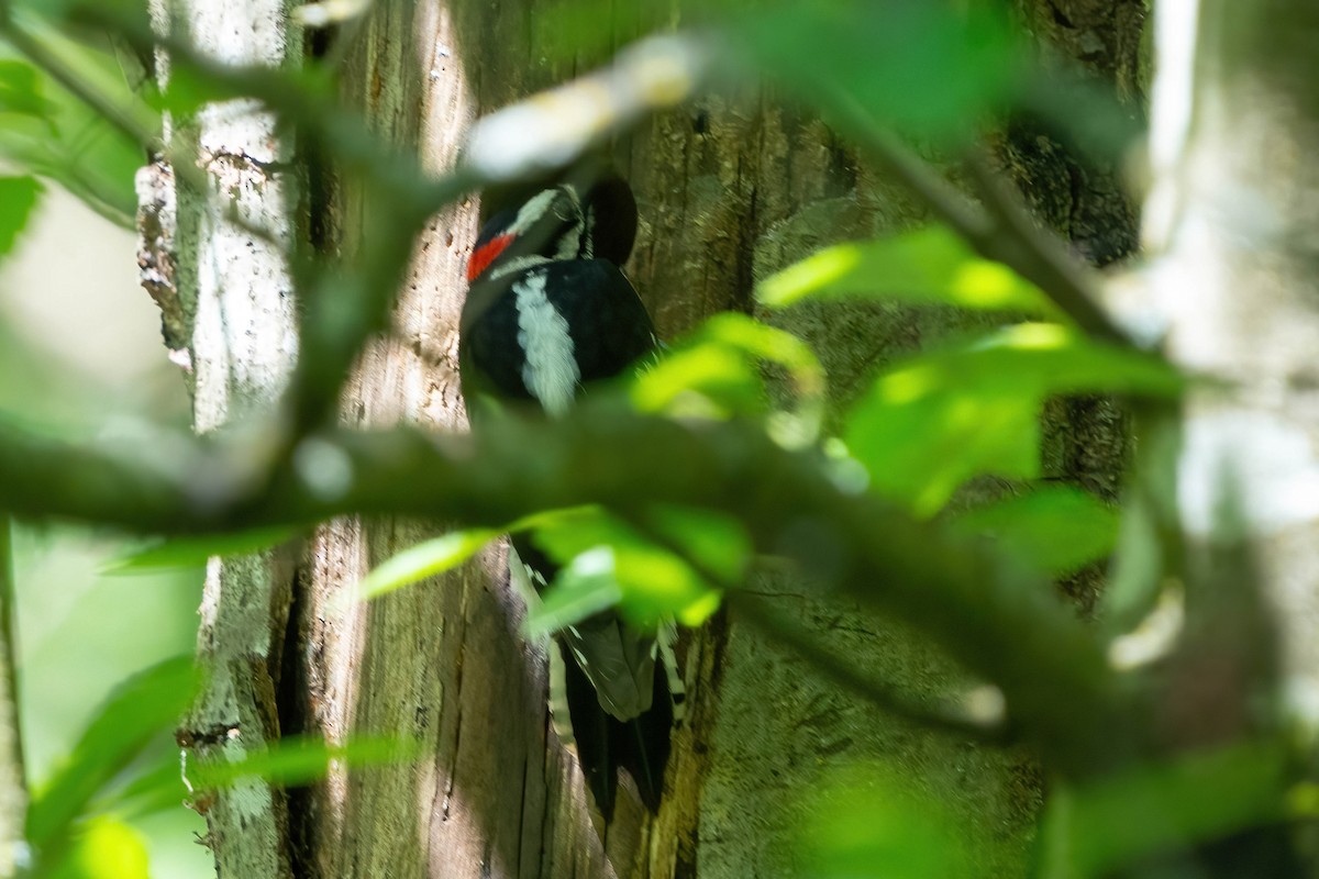 Downy Woodpecker - ML619534093