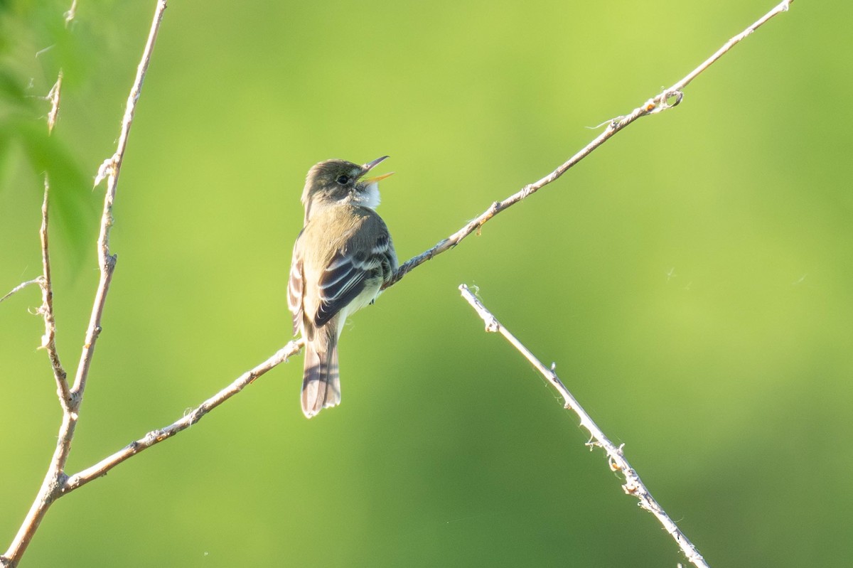 Willow Flycatcher - Evan Grimes