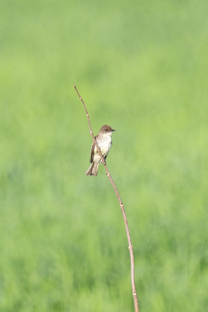 Eastern Phoebe - ML619534101