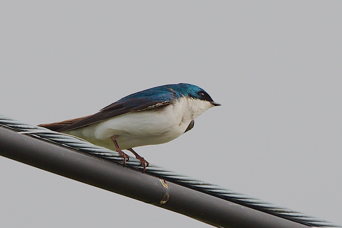 Tree Swallow - Rick Beaudon