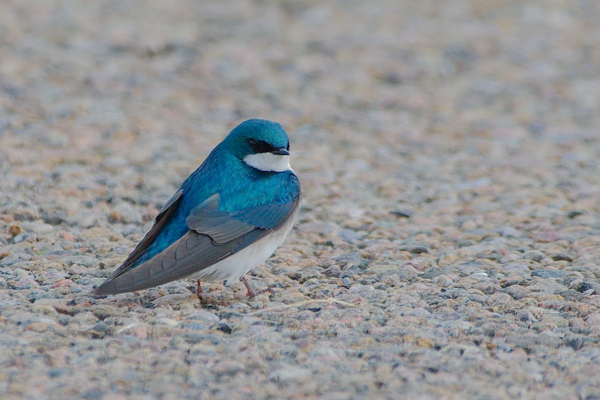 Tree Swallow - Rick Beaudon