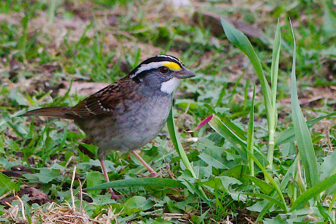 White-throated Sparrow - Rick Beaudon