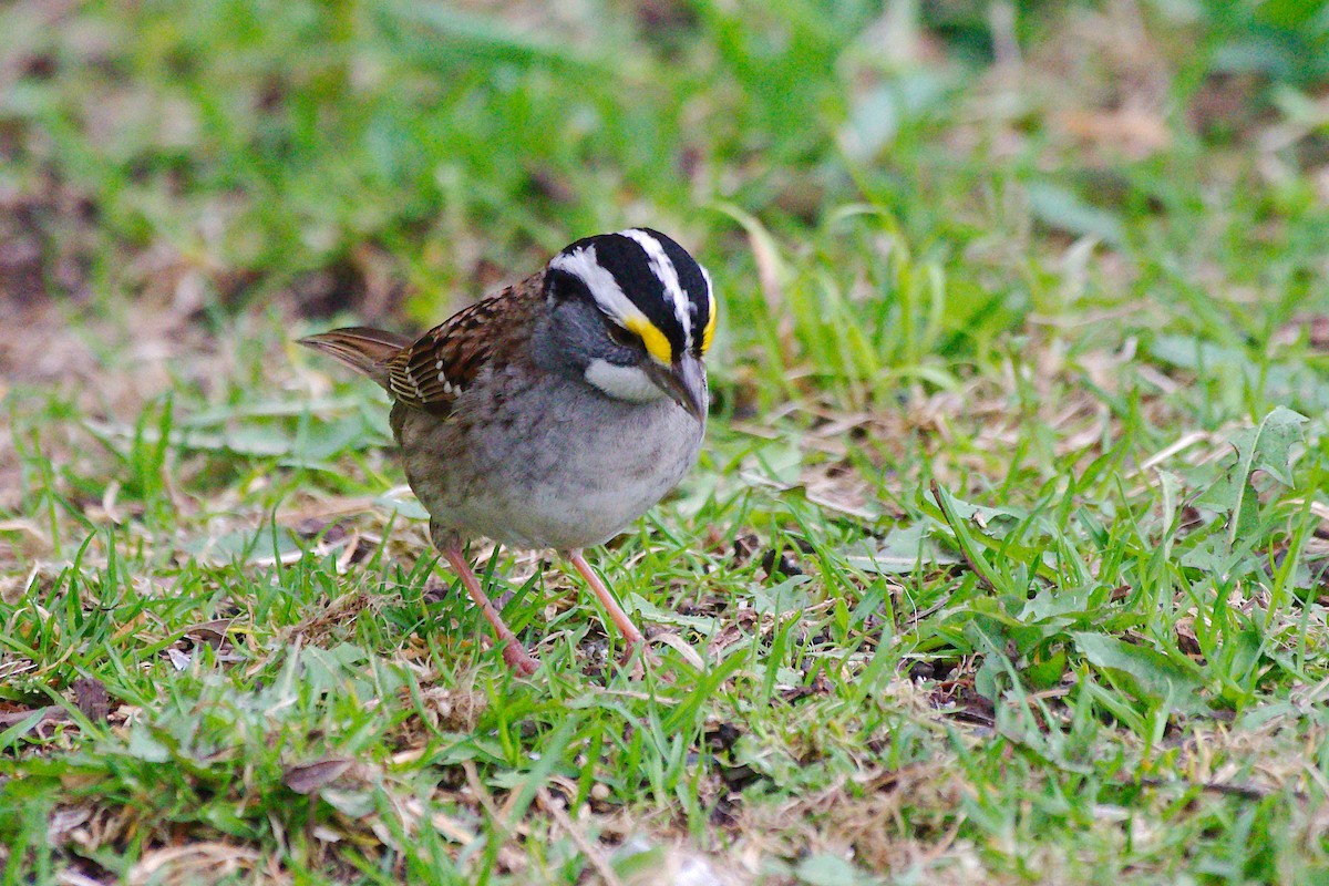 White-throated Sparrow - Rick Beaudon