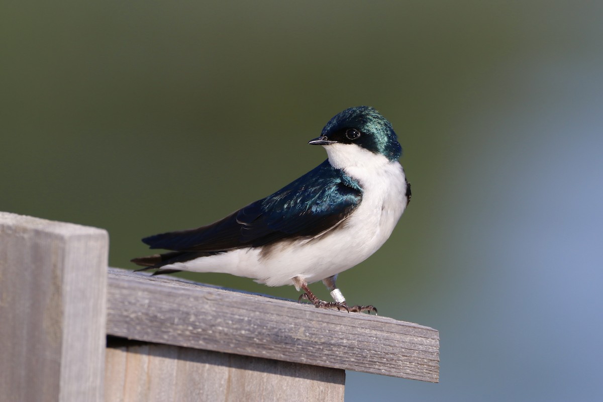 Tree Swallow - Darien Fiorino