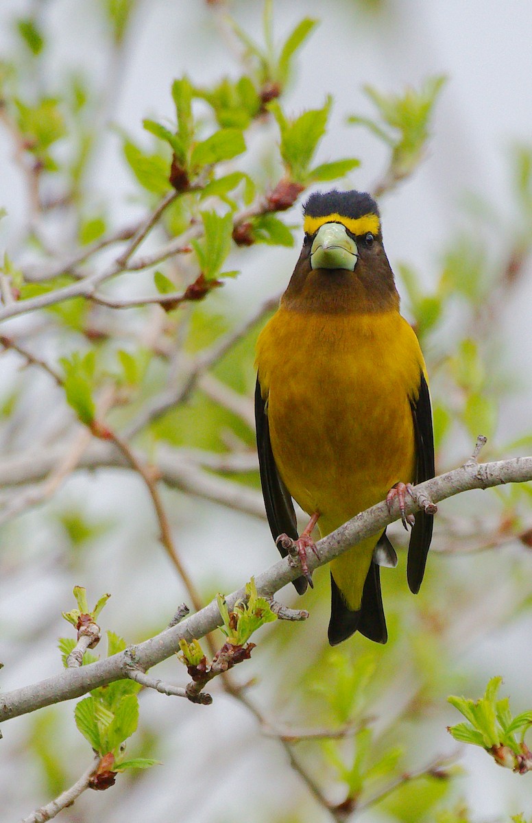 Evening Grosbeak - Rick Beaudon