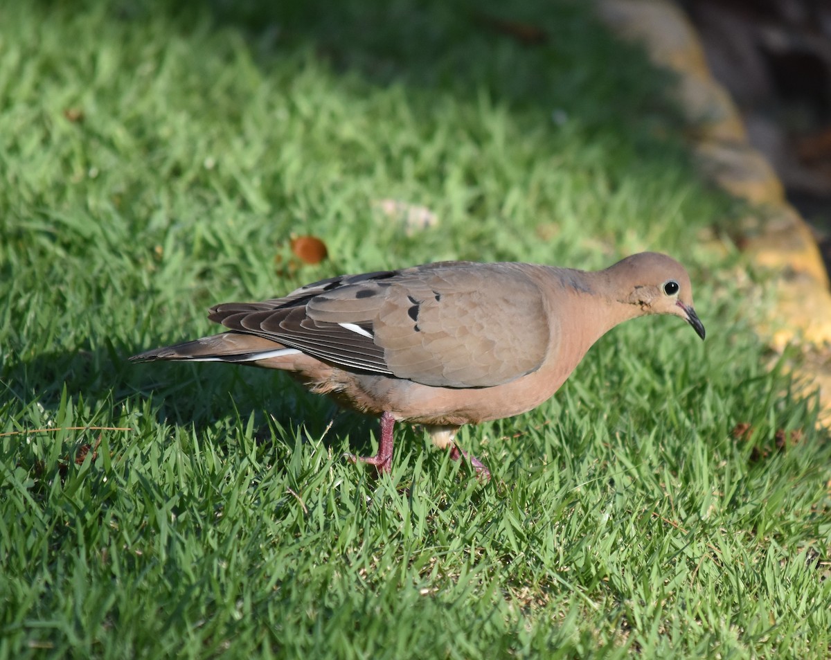 Zenaida Dove - Bill Tweit