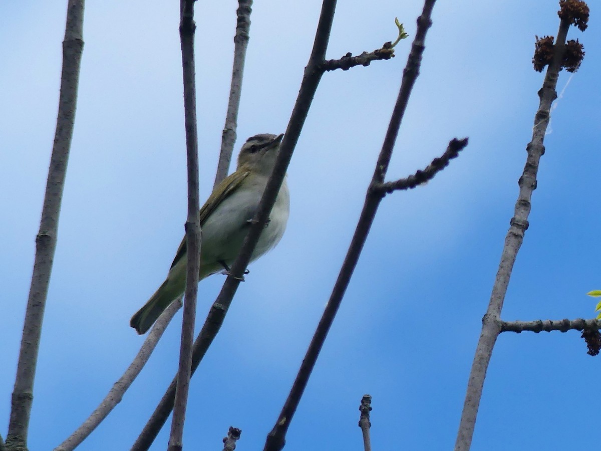 Red-eyed Vireo - André Labelle