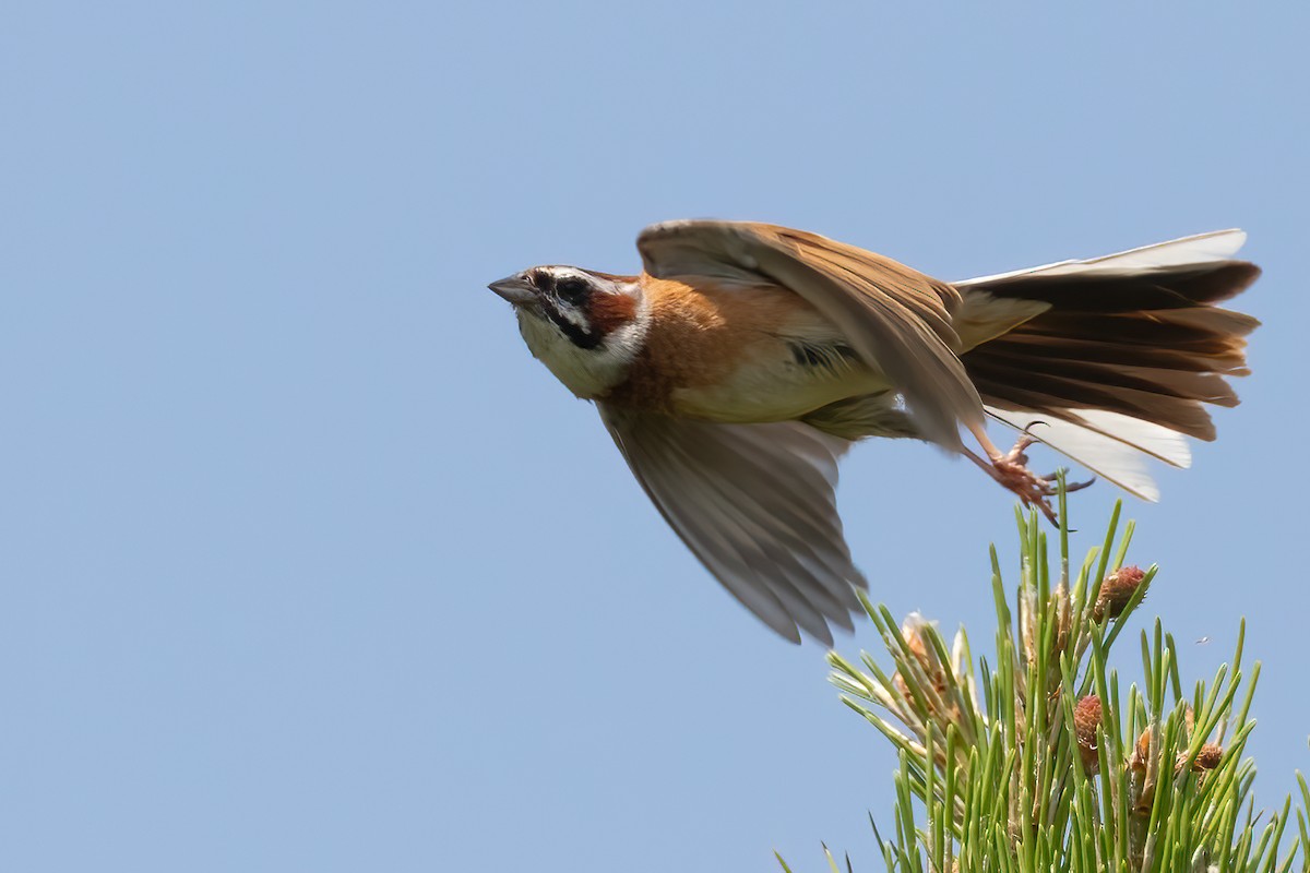 Meadow Bunting - Sergio Porto