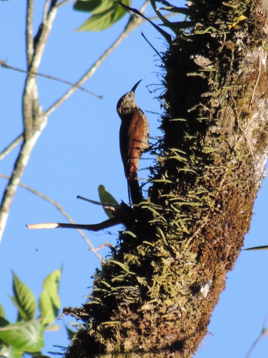 Streak-headed Woodcreeper - Roger Lambert