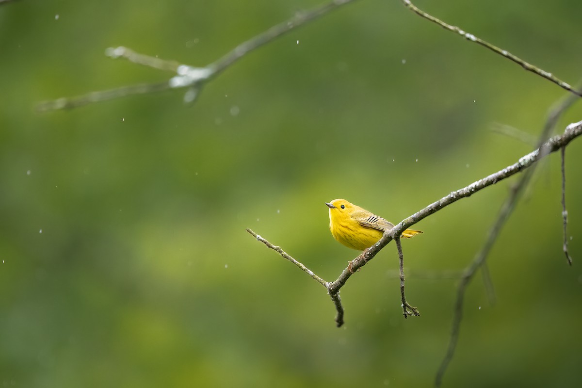 Yellow Warbler - Brian Z