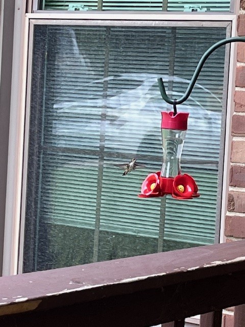 Ruby-throated Hummingbird - michelle hussey